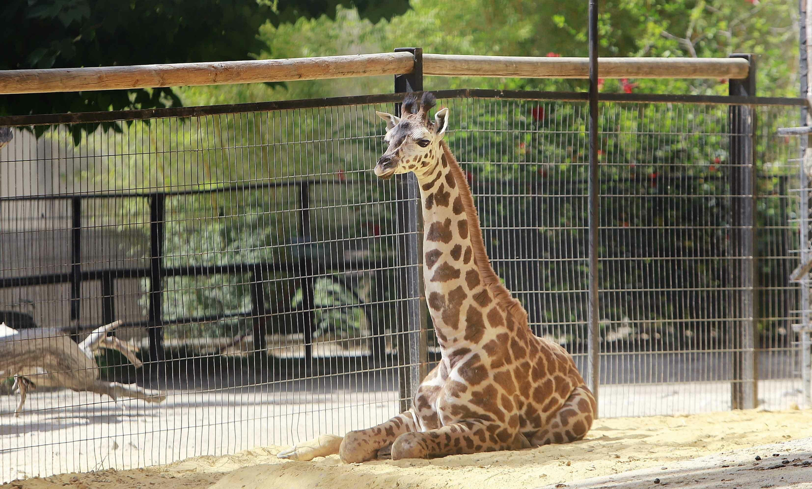 Los bebés del Zoobotánico de Jerez