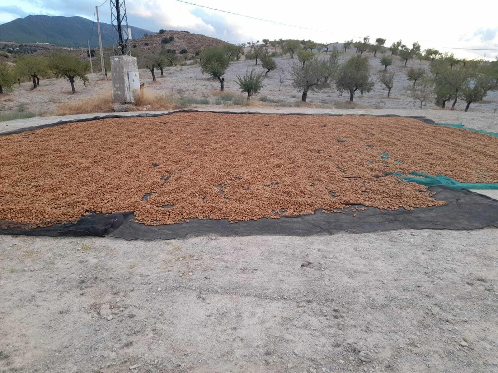 Almendras ecológicas, recién recolectadas en una explotación agrícola en Vélez Rubio Almendras ecológicas, recién recolectadas en una explotación agrícola en Vélez Rubio