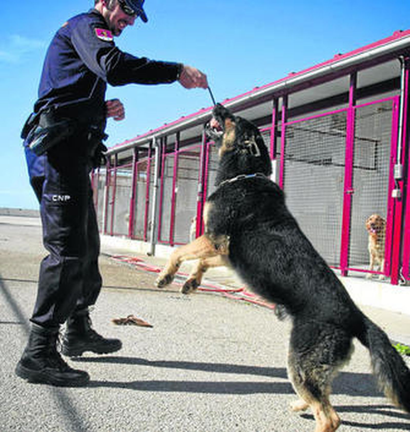 Andrés, uno de los policías de la Unidad,  jugando con Hutch, su perro especializado en detección de droga.