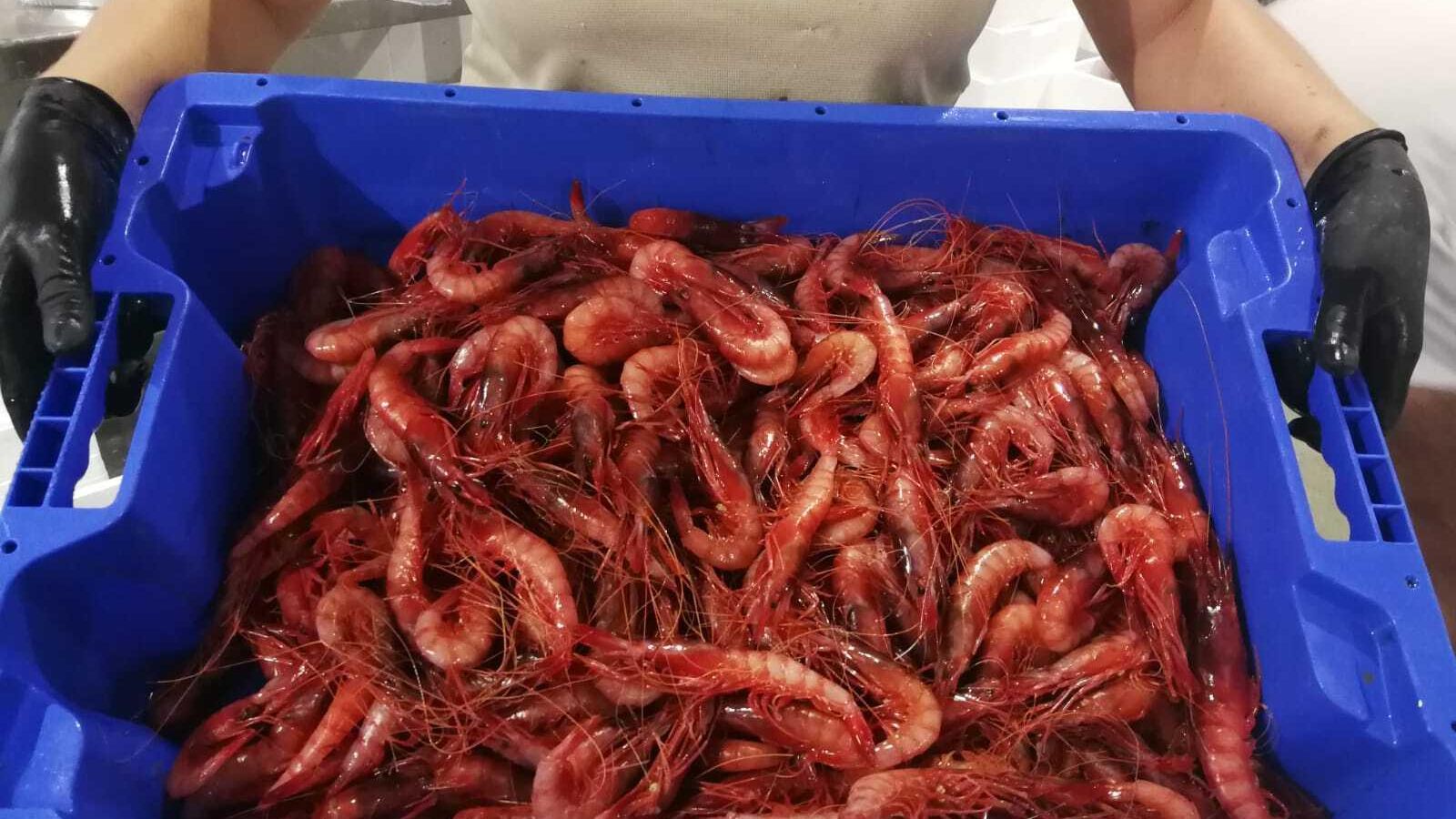 Gamba roja subastada el viernes en la lonja de Almería