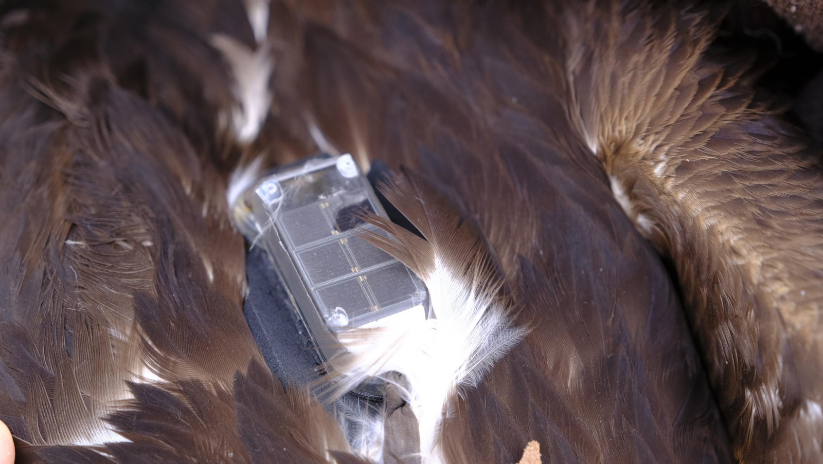 Suelta de un águila imperial, en imágenes