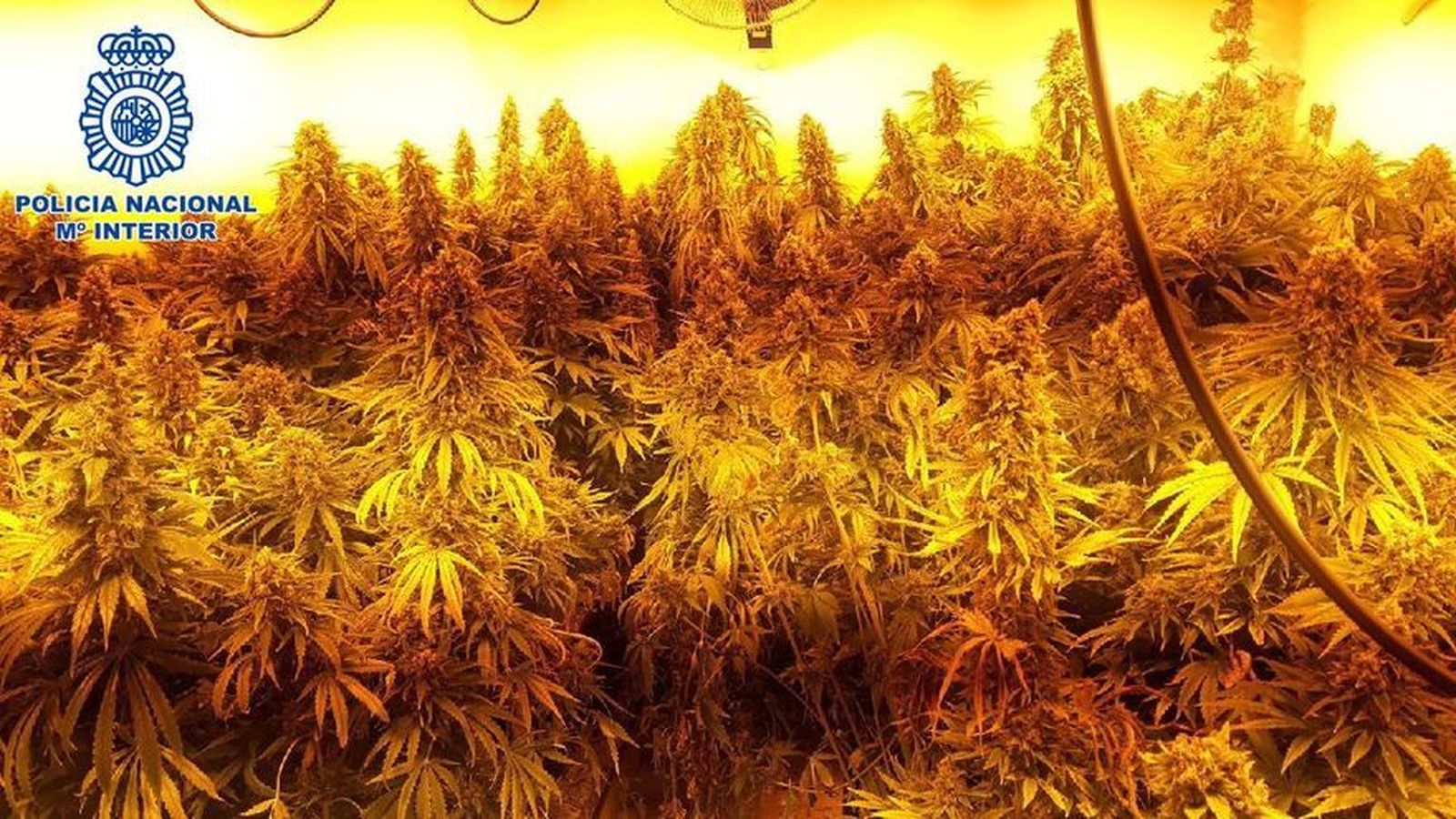 La plantación descubierta en Churriana