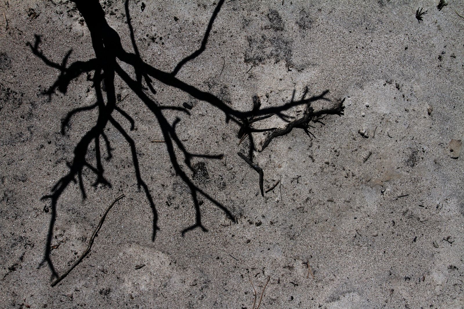 Imágenes de las consecuencias del incendio de Moguer