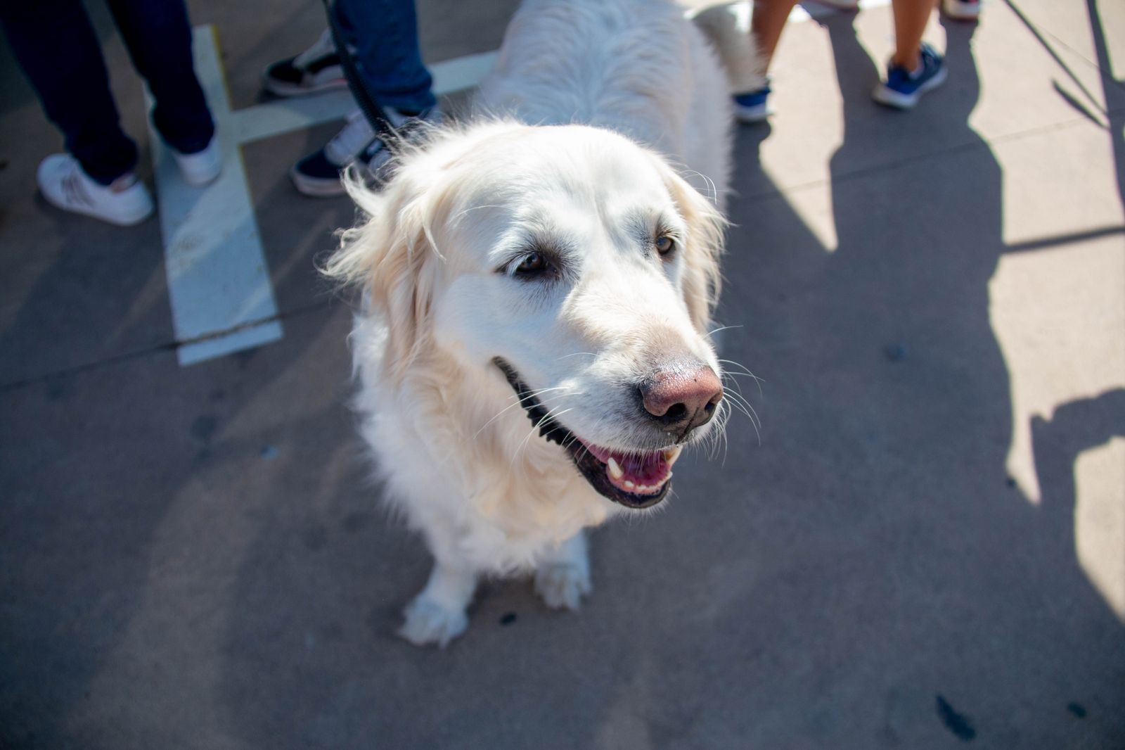 ¿Has estado en el primer desfile solidario de mascotas celebrado en Motril?