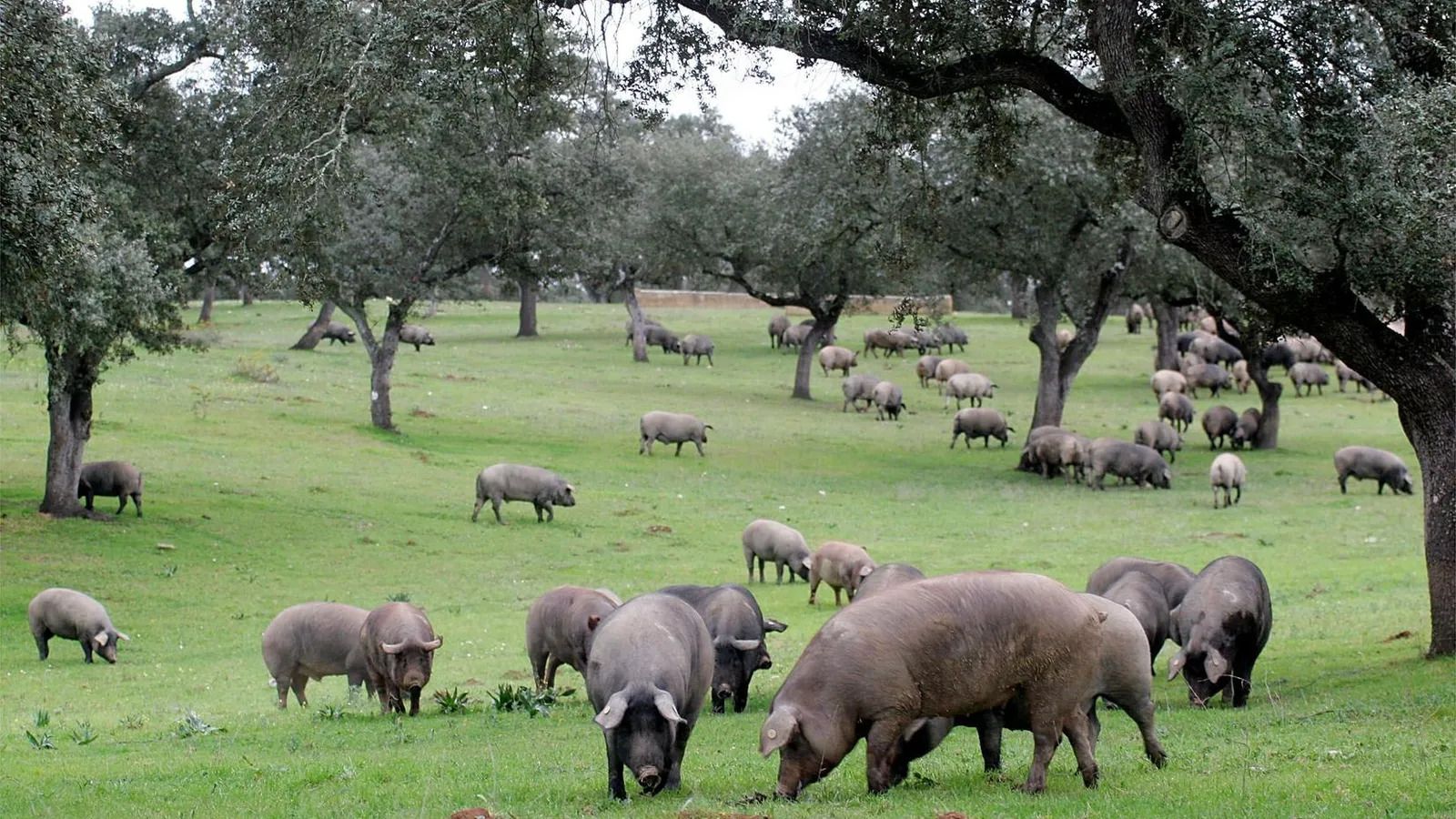 Cerdos ibéricos en la dehesa de Huelva.
