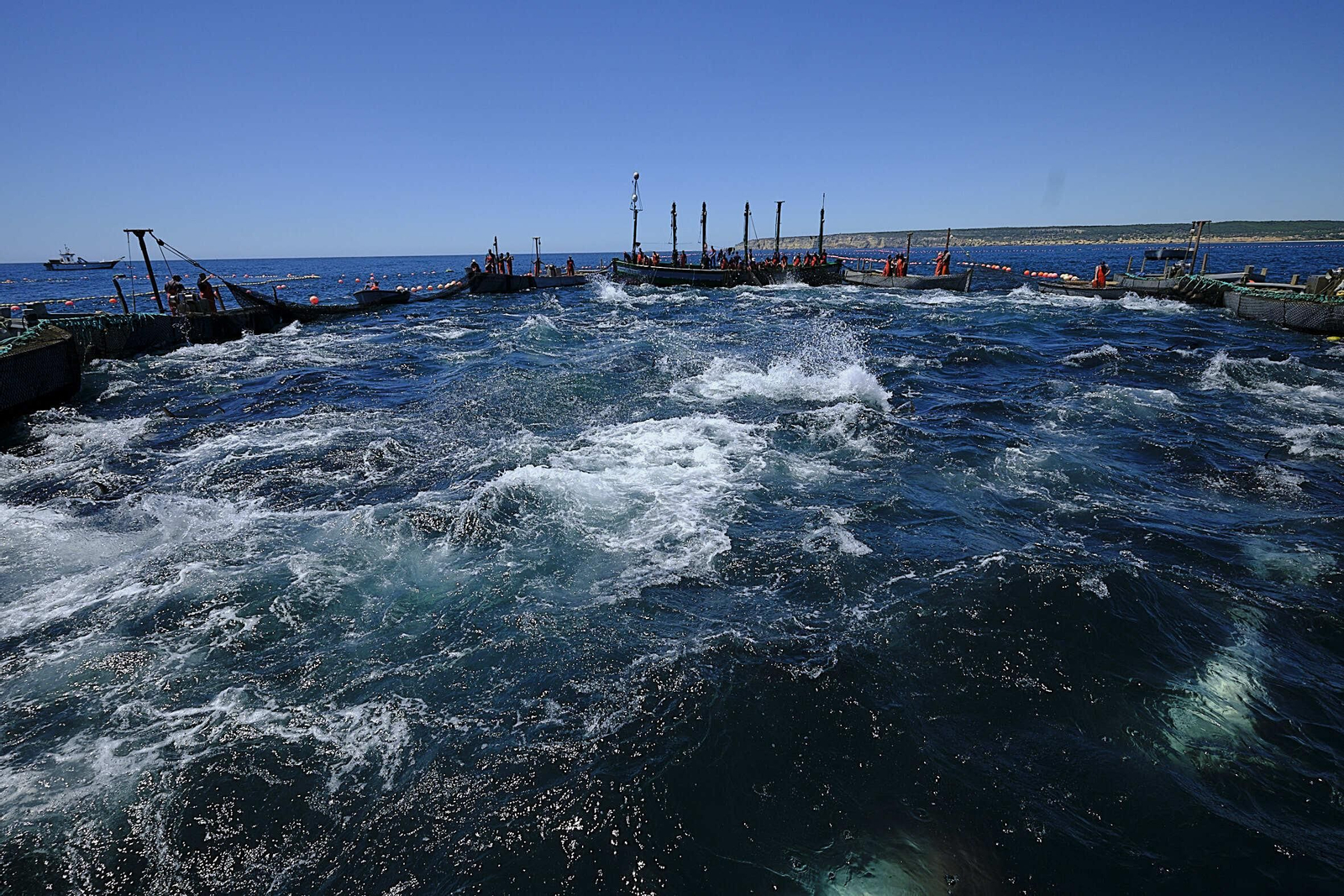 Almadraba de Barbate. Imágenes de la primera 'levantá' de atunes.