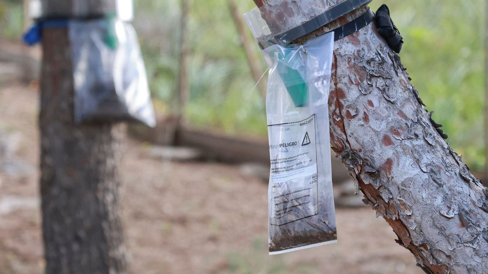 En zonas de pinares las trampas para que caigan las orugas se pueden ver en los troncos, en la capital y en muchos municipios de la provincia