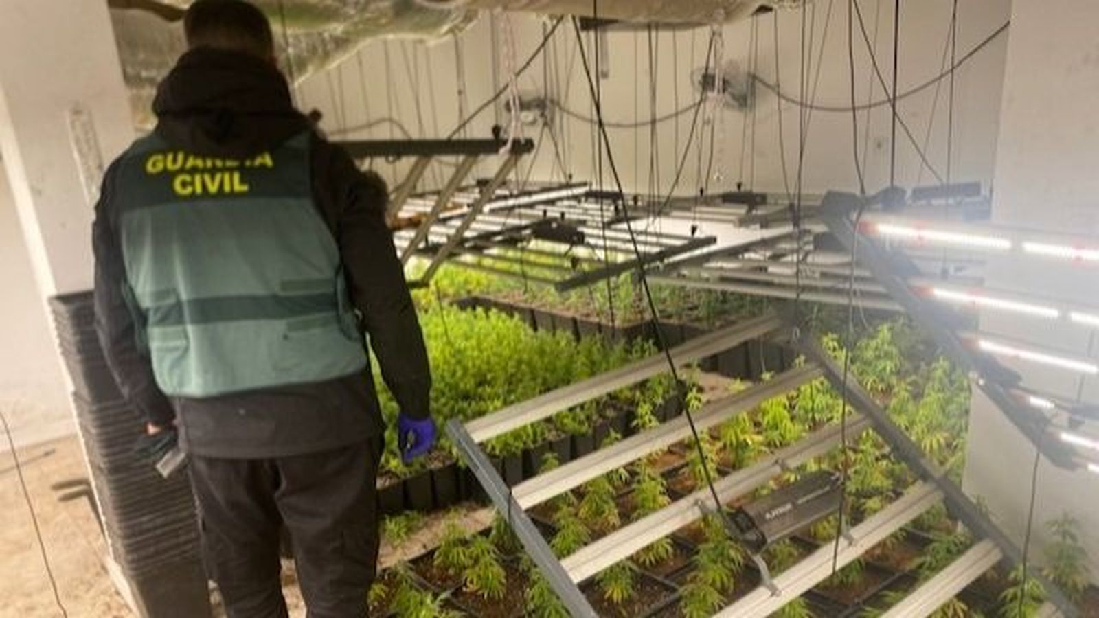 Un agente de la Guardia Civil junto a las plantas intervenidas