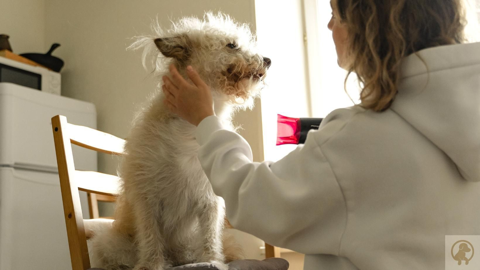 Requisitos para tener una mascota: La Real Sociedad Canina propone una prueba de capacidad de convivencia para perros
