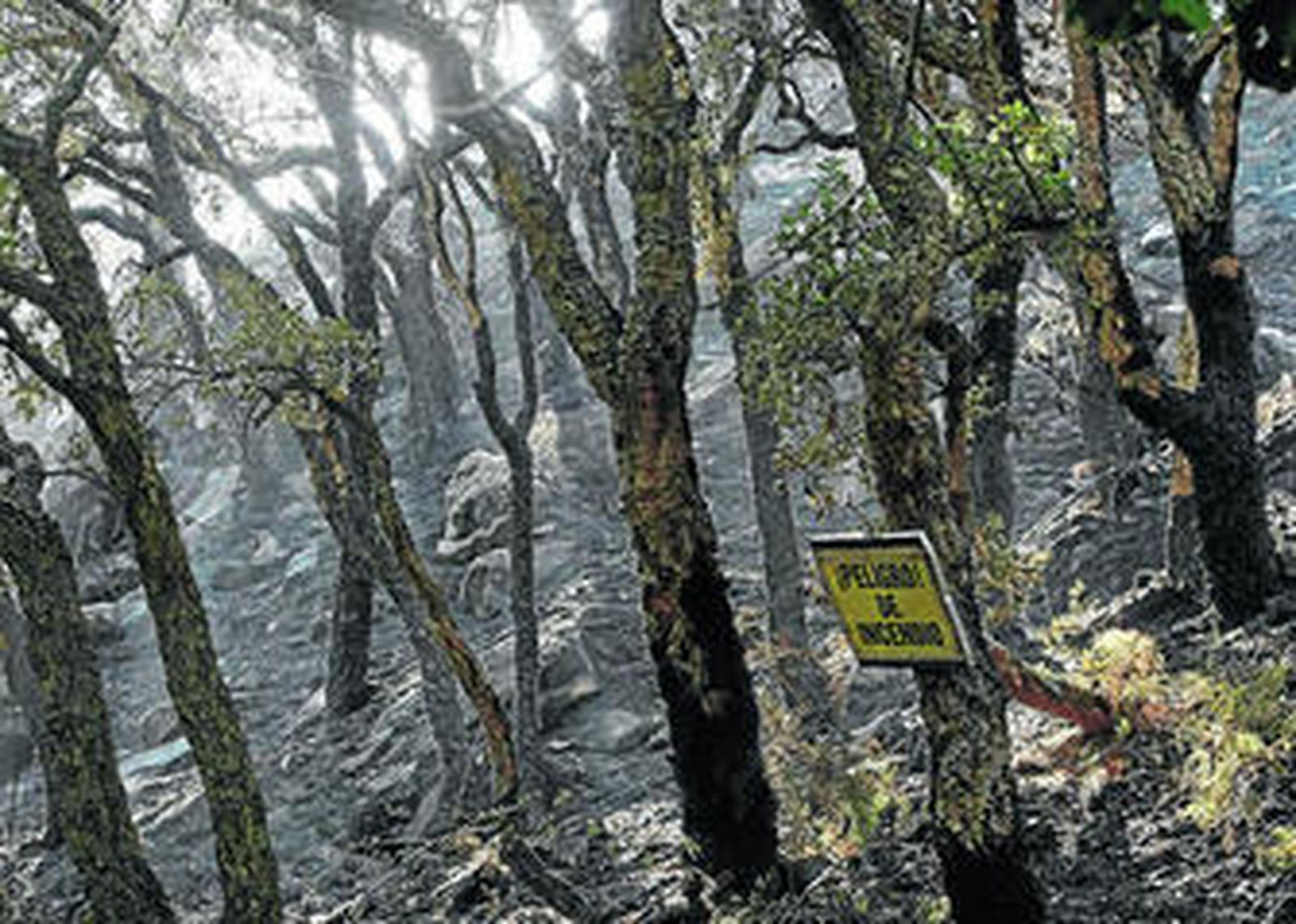 Paraje del Río de la Miel que sufrió un incendio forestal en 2014.