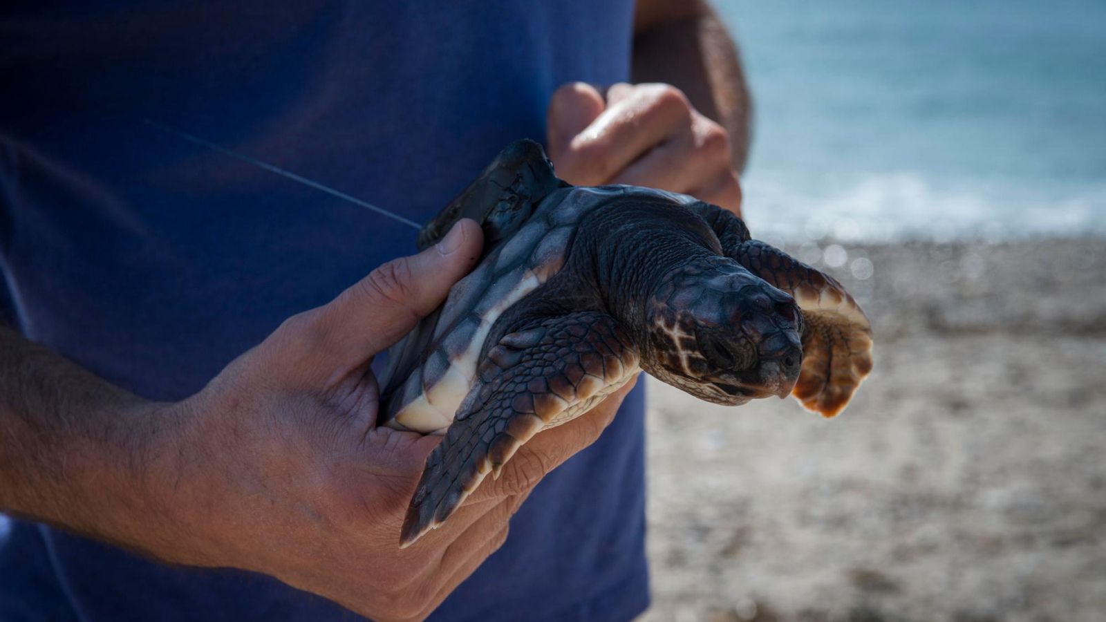 Imagen de una tortuga marina siendo cuidada por un biólogo Imagen de una tortuga marina siendo cuidada por un biólogo