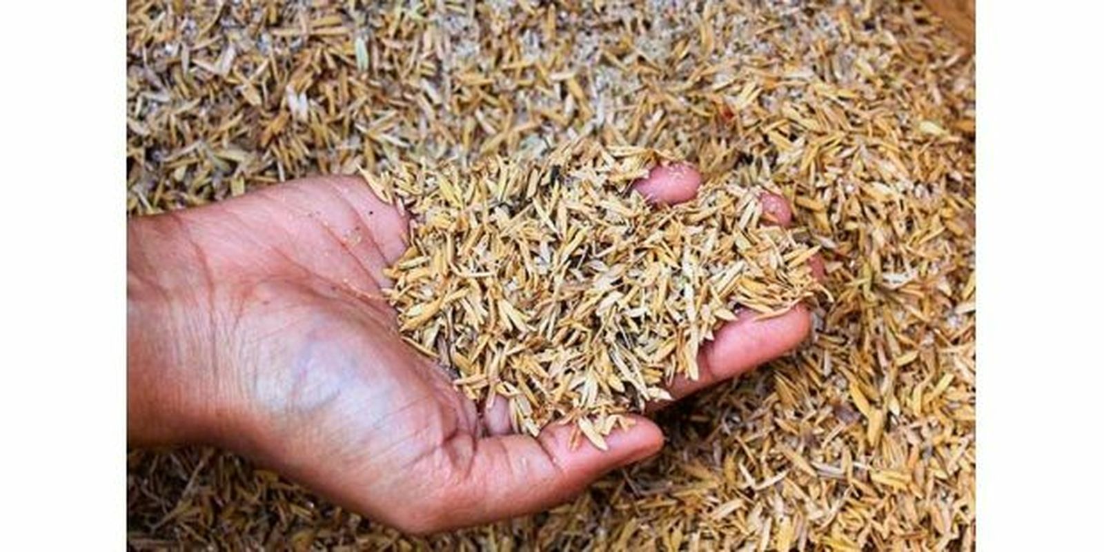 Una persona coge un puñado de cáscaras de arroz.