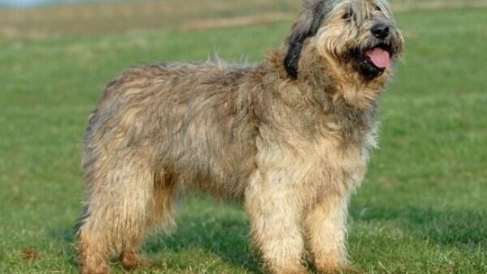 perro pastor catalan