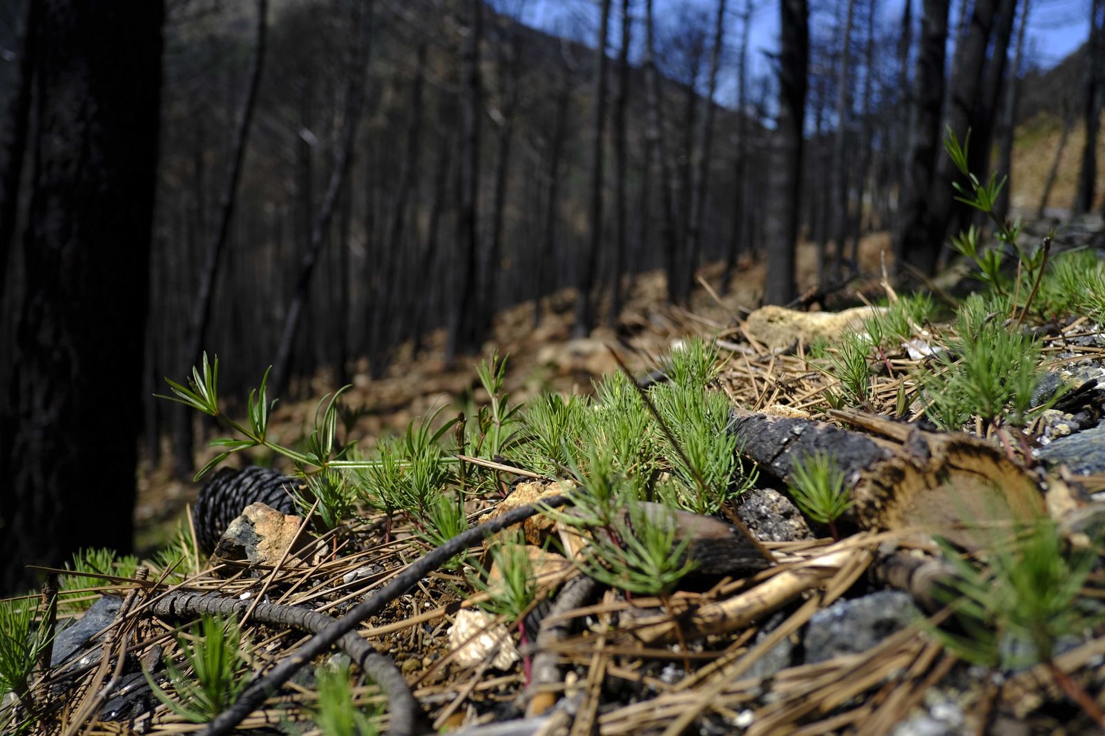 Así se recupera Sierra Bermeja tras el incendio (fotos)