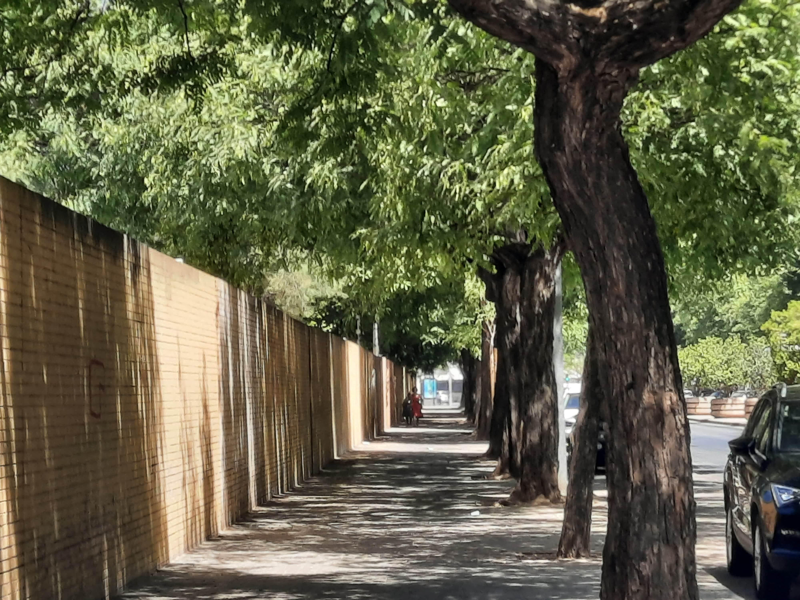 Estos son los 13 árboles que han sido talados por la residencia de Ramón Carande.