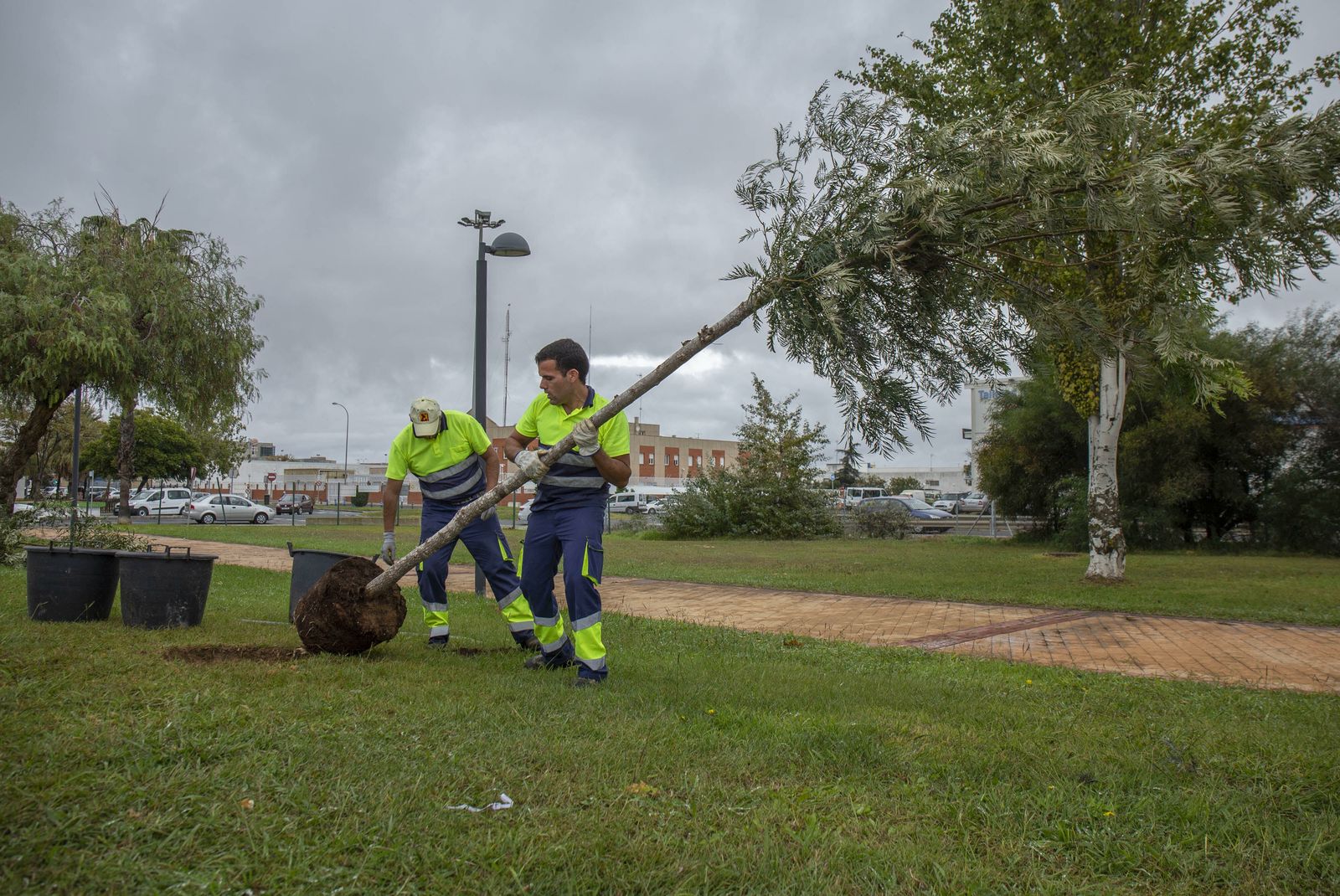 El Ayuntamiento ha impulsado las tareas de replantación de especies en los espacios verdes de la ciudad.
