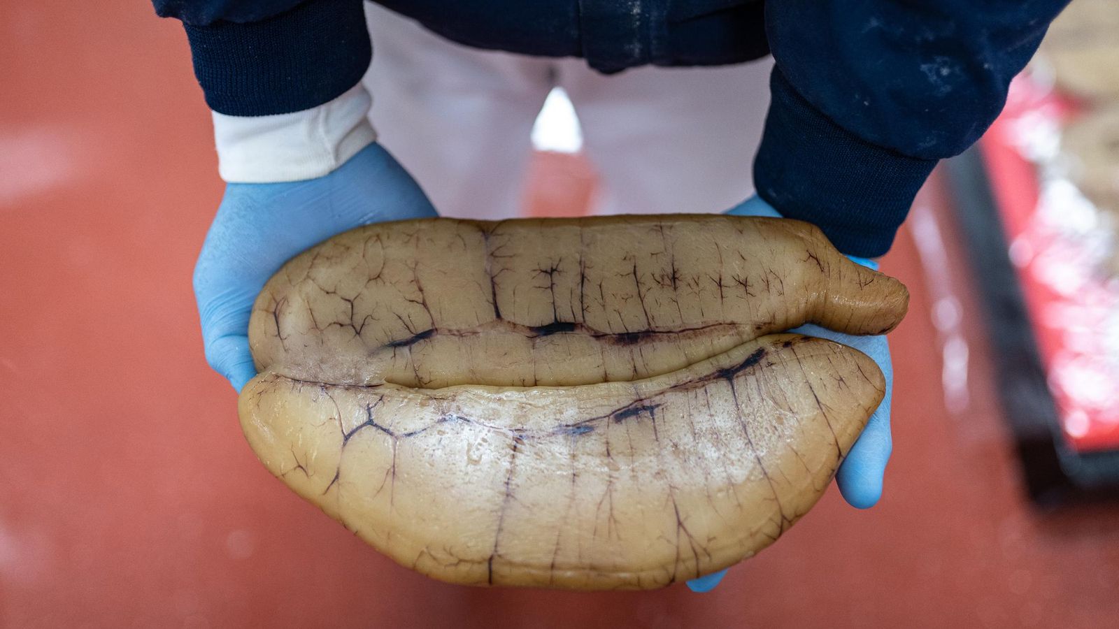 Huevas de bacalao (Ficolumé)