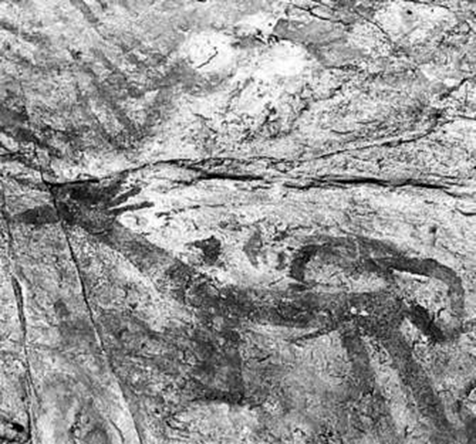 Ciervo de la Cueva del Tajo de las Figuras.
