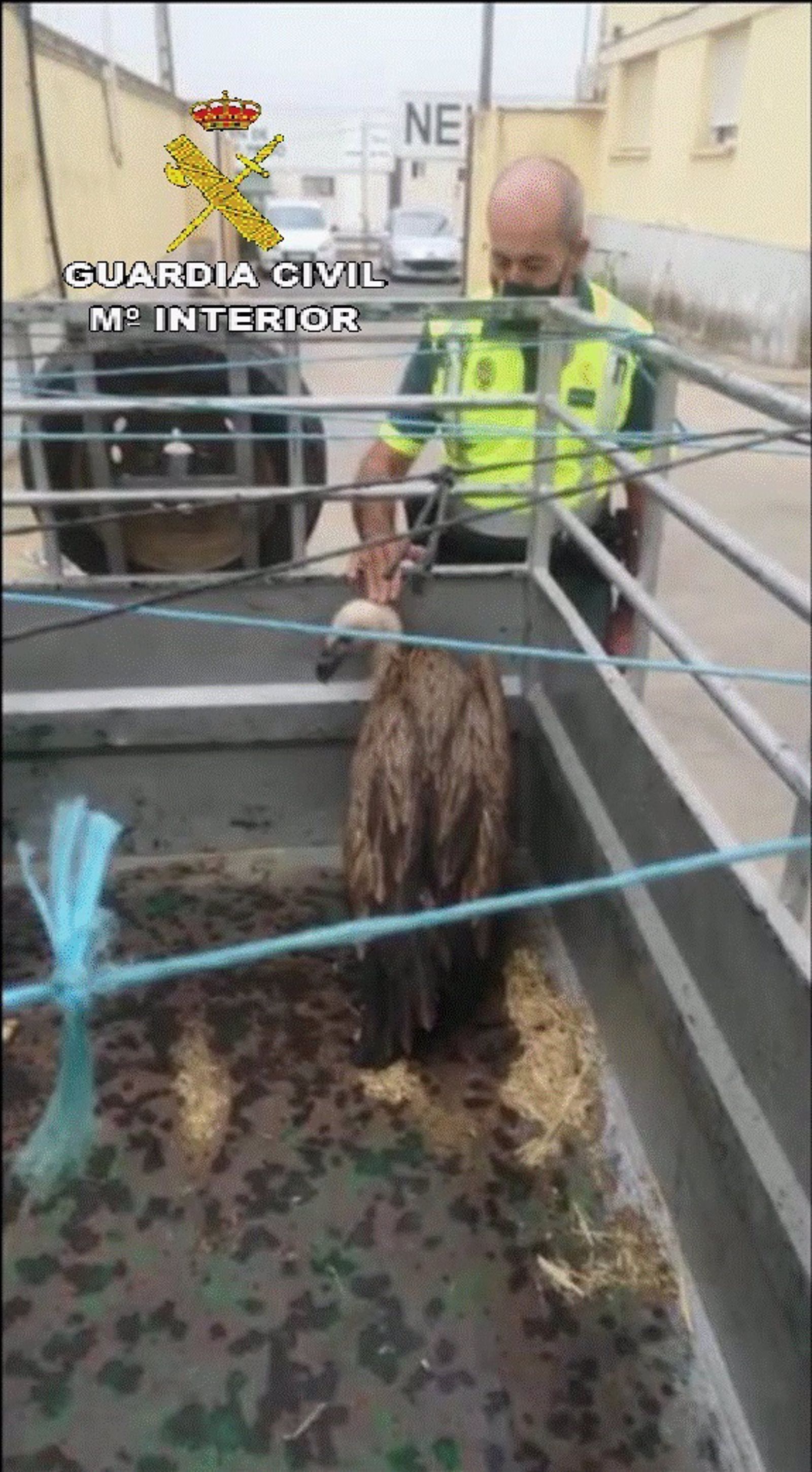 Rescatan un buitre leonado en una carretera de Sevilla