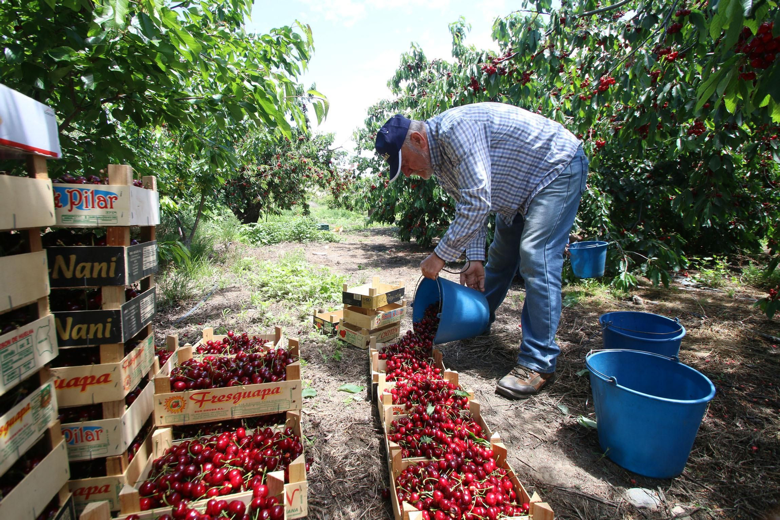 El clima 'mata' a la cereza temprana y hace crecer la tardía