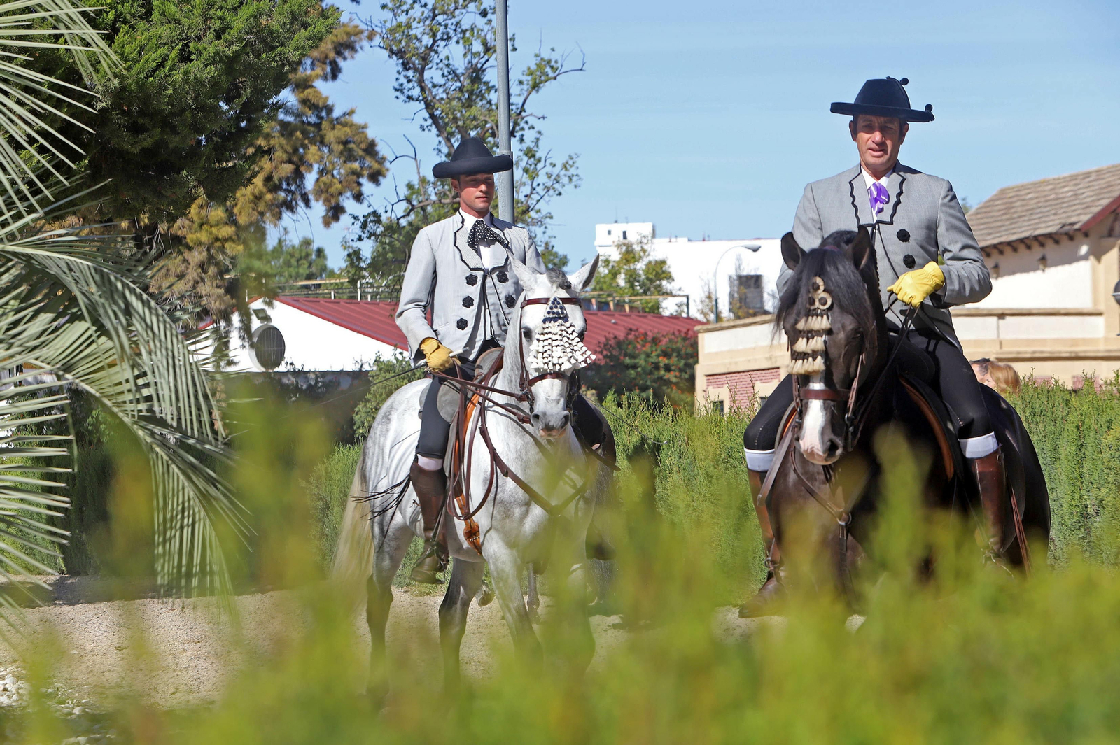 XVII Campeonato de Andalucía de Doma de Alta Escuela