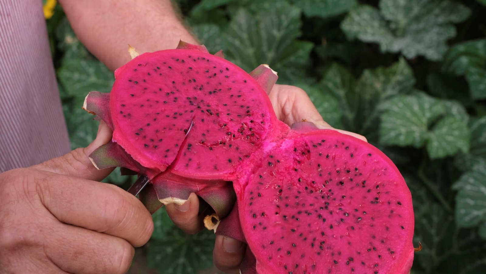 Un hombre abre una pitaya en una plantación de pitayas