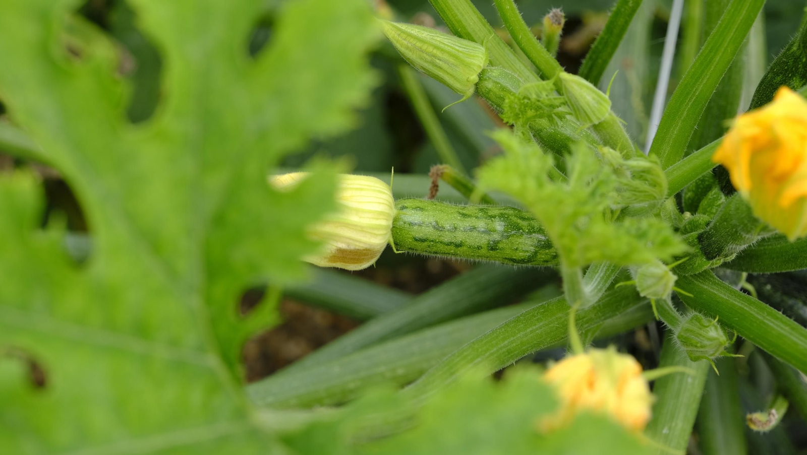Así han atacado los virus a los calabacinos, en imágenes