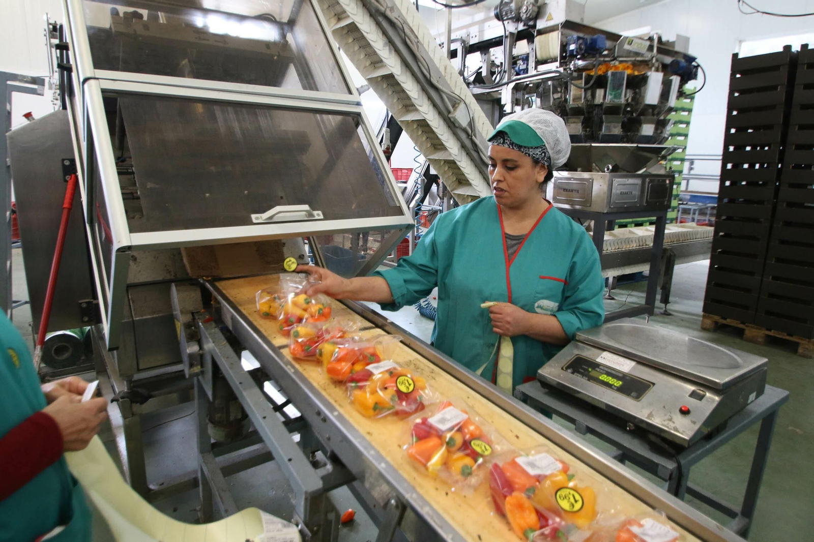 Pimiento prácticamente preparado para ser lanzado a la venta.