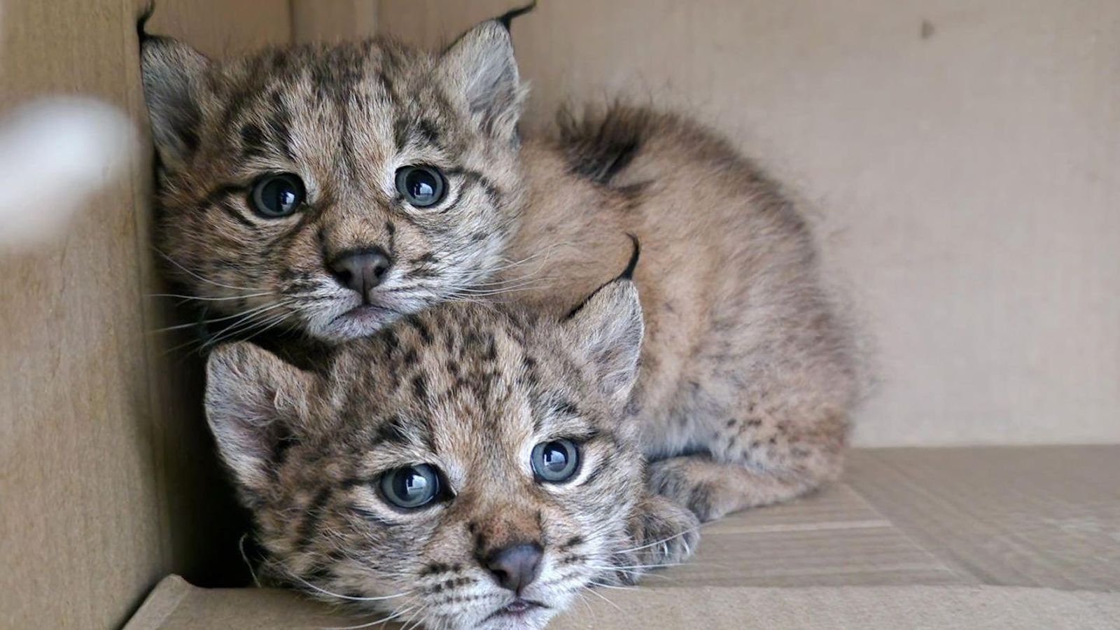 Recuperan en Ciudad Real dos cachorros de lince que habían quedado huérfanos.