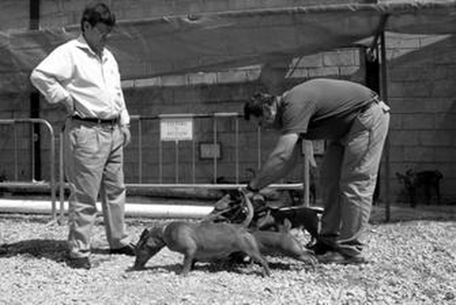 Dos hombres revisan las correas de los perros durante el concurso canino de la Feria de Mayo.