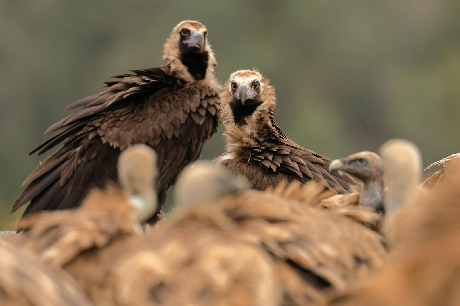 Los buitres desarrollan un papel fundamental en la prevención de pandemias para los humanos.
