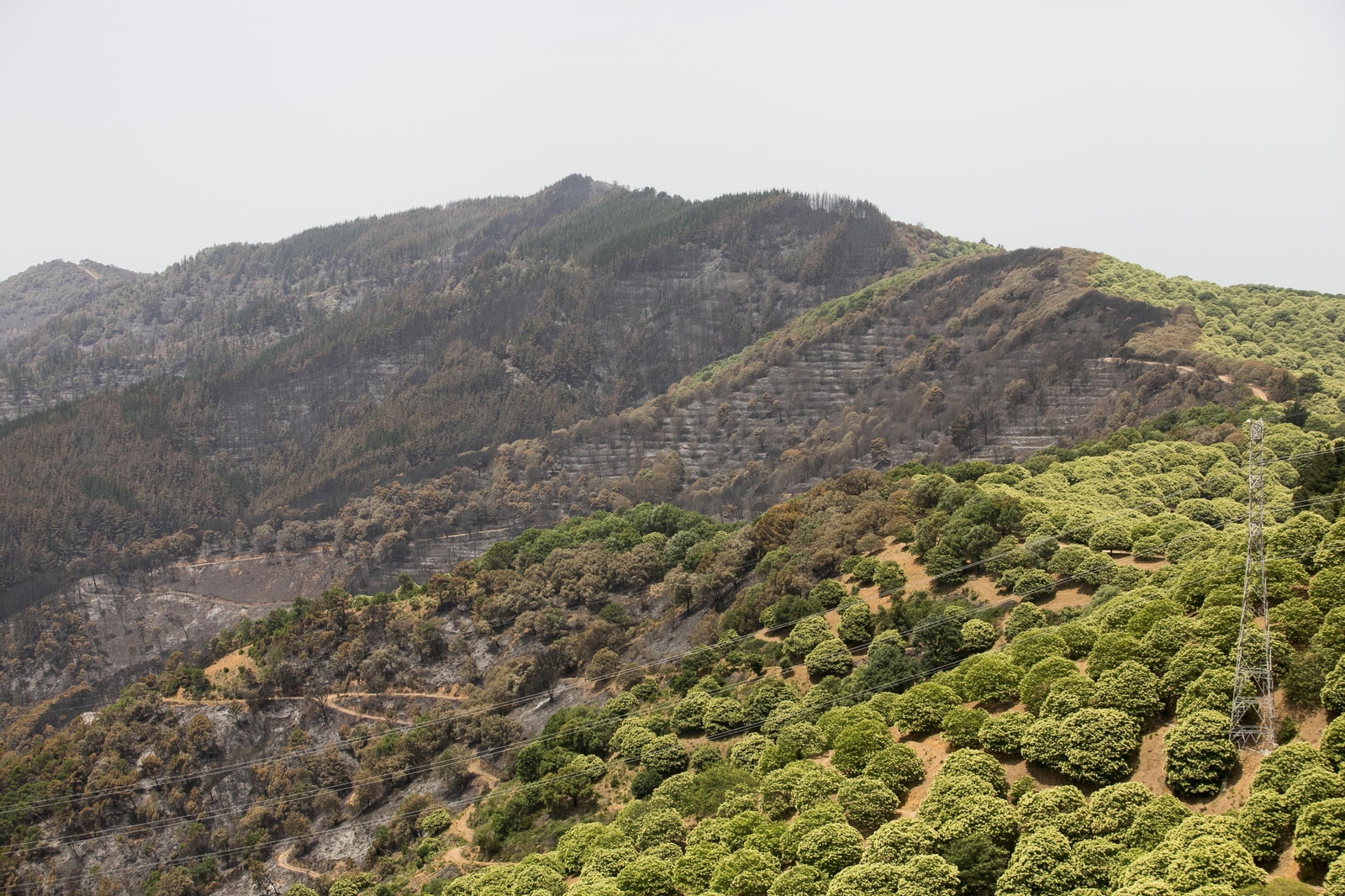 El incendio de Sierra Bermeja una semana después, en fotos