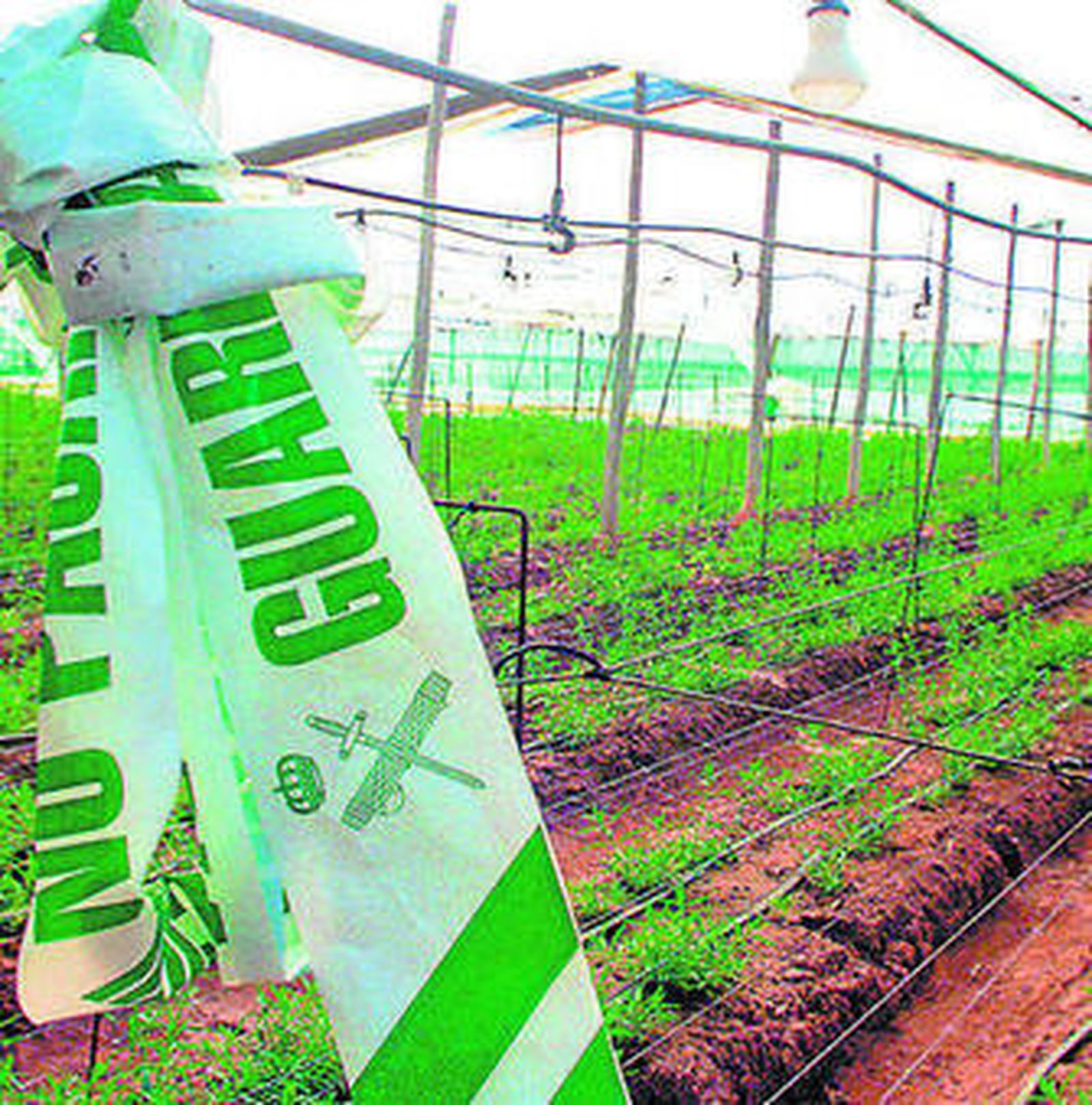 Invernadero precintado por la Guardia Cviil, en foto de archivo.