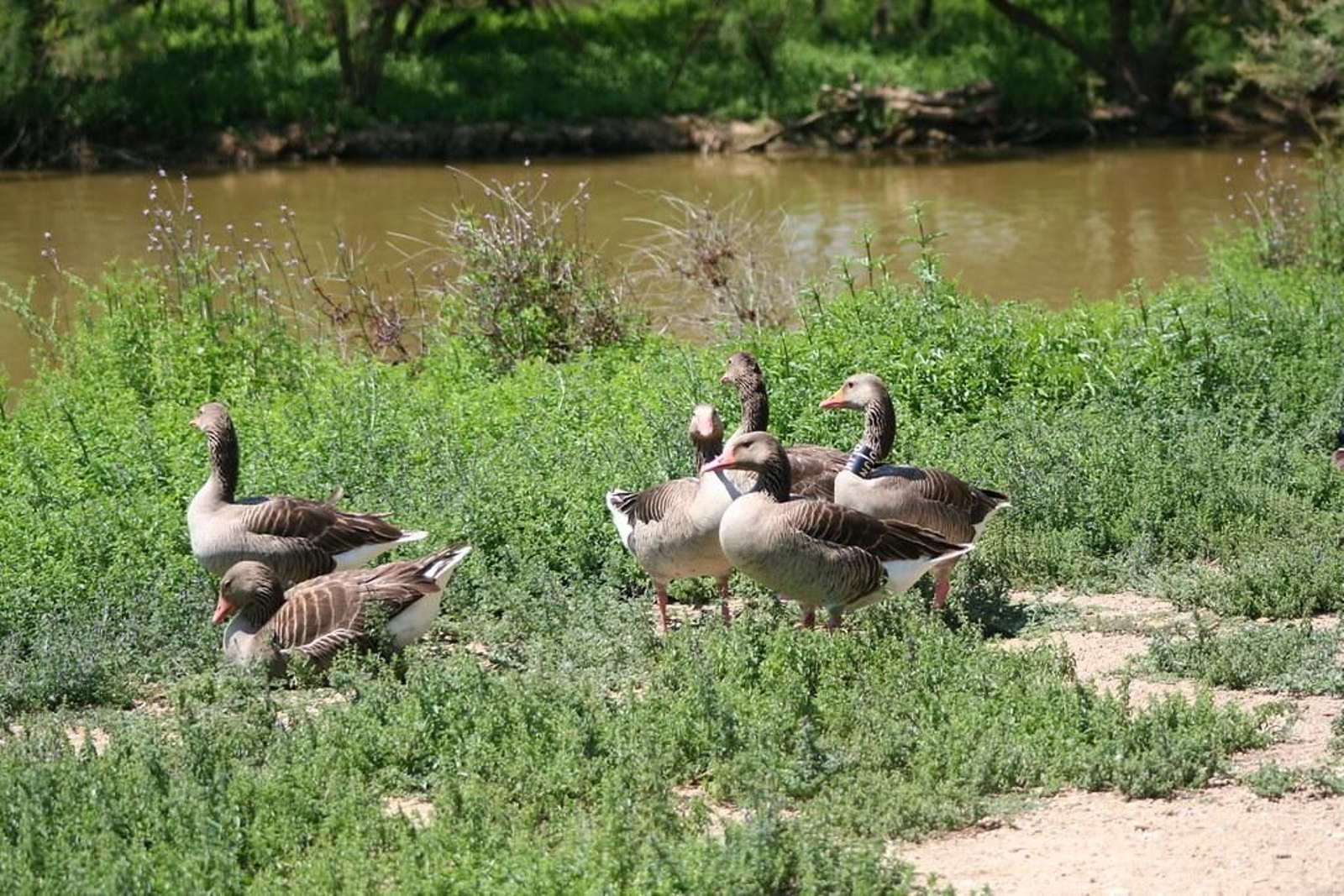 Ejemplares de ánsares.