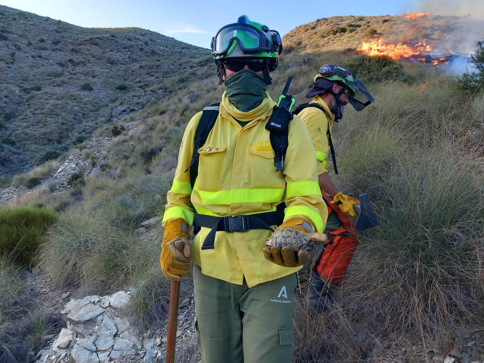 El bombero muestra a la tortuga mora cerca de las llamas del incendio en el Barranco del Tonto.