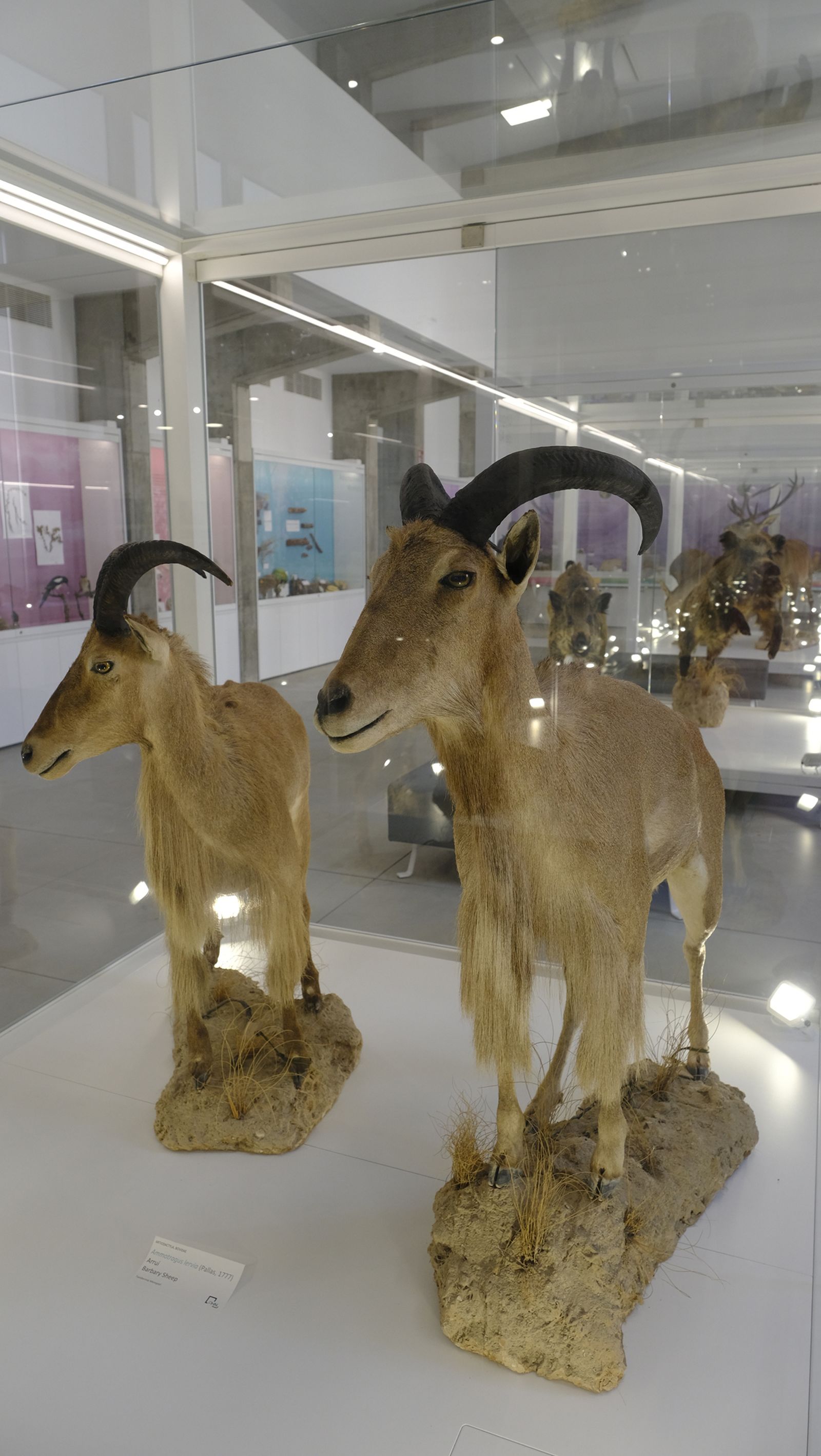 Las mejores imágenes del Pabellón de Historia Natural de la UAL