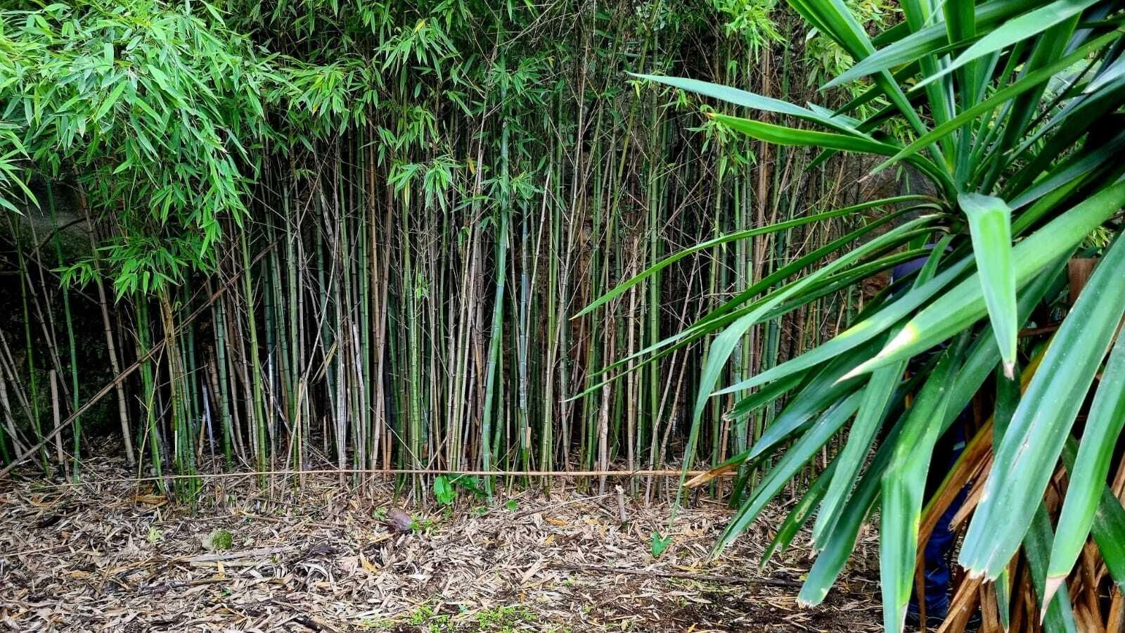 Un paseo en fotografías por el Bosque Encantado de Hornachuelos