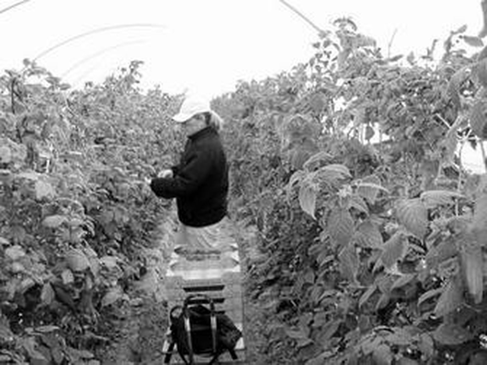 La frambuesa que se recolectará a finales de noviembre o diciembre ya está sembrada. Este año la superficie cultivada se ha reducido un 15%.