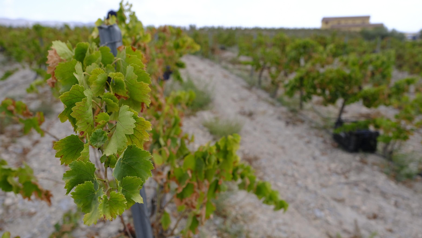 Llega la vendimia a las Bodegas Perfer, en Uleila del Campo