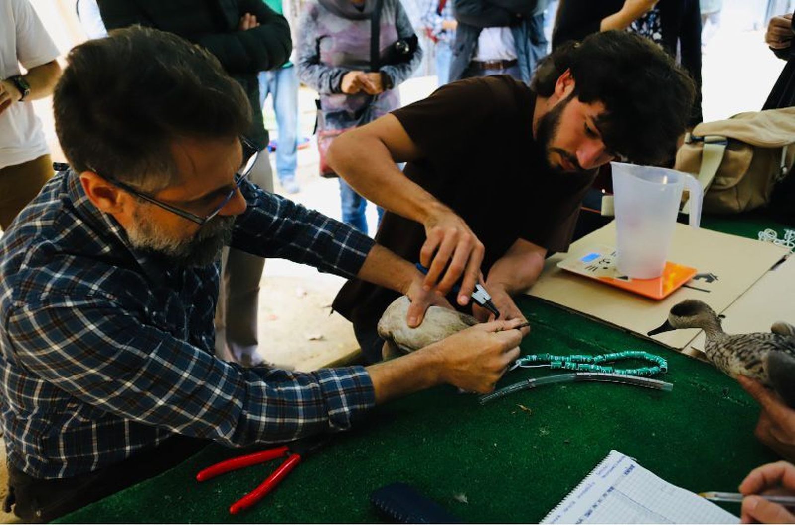 Anillamiento de una cerceta pardilla en el zoo de Jerez