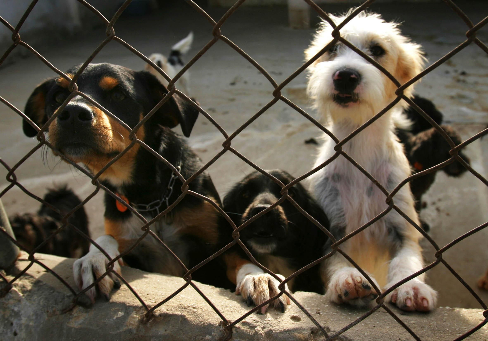 Cada día se debe dar parte a la Junta de Andalucía de los perros capturados y enviados al centro de alojamiento.