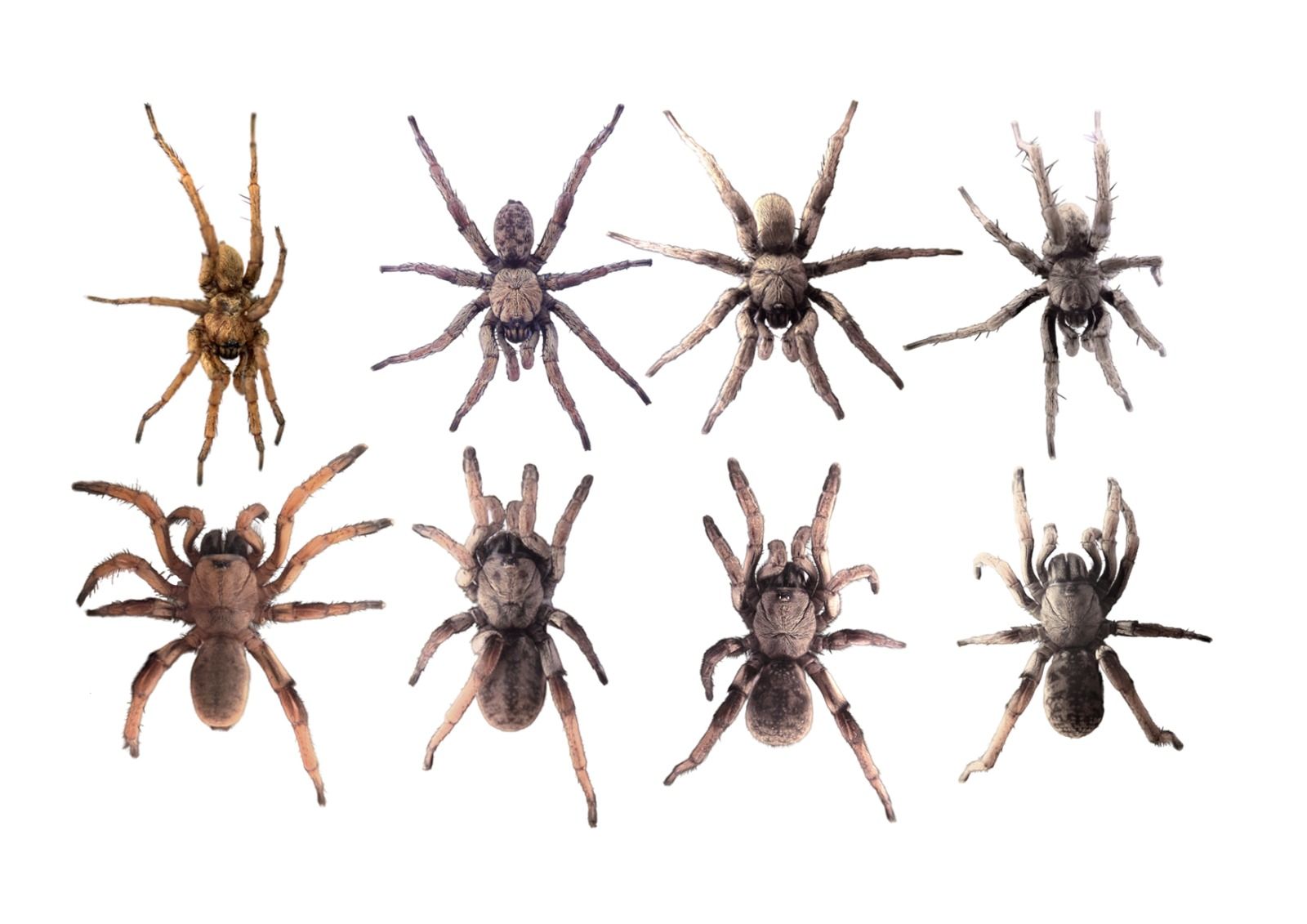 Las cuatro arañas tramperas halladas en Andalucía.
