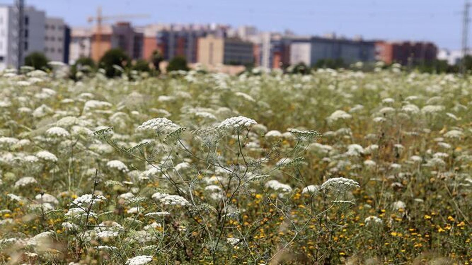 Las alergias se disparan ante la falta de lluvias