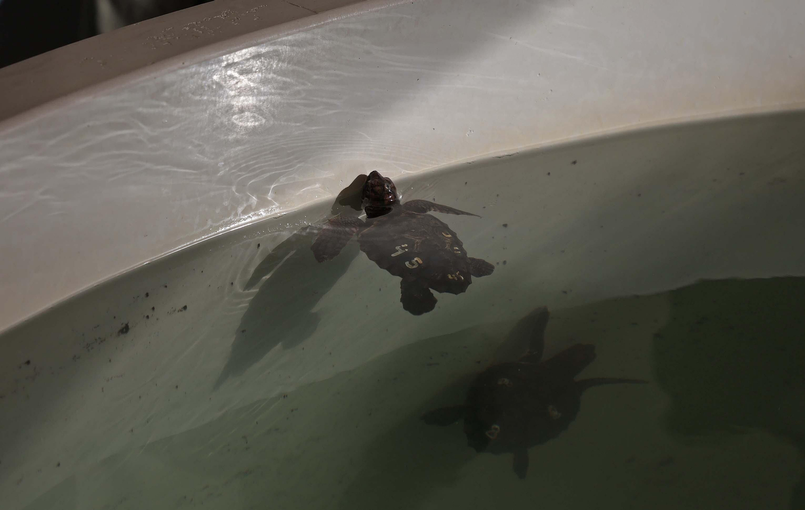 El Centro de Gestión del Medio Marino Andaluz (CEGMA) de Algeciras, en imágenes