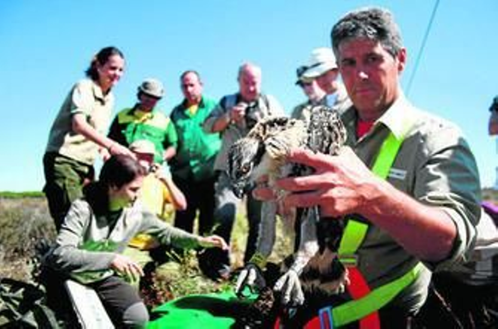 1. El ornitólogo José Manuel Sayago con uno de los pollos. 2. La madre de los pollos sobrevoló en círculo la zona mientras el personal de Marismas del Odiel anillaba a las crías. 3. Sayago colocándole la anilla a uno de los pollos. 4 José Manuel Sayago y Juan Hernández subidos en la torreta. y 5. La delegada de Medio Ambiente, Josefa González -de pie-, sigue atentamente las explicaciones del ornitólogo.