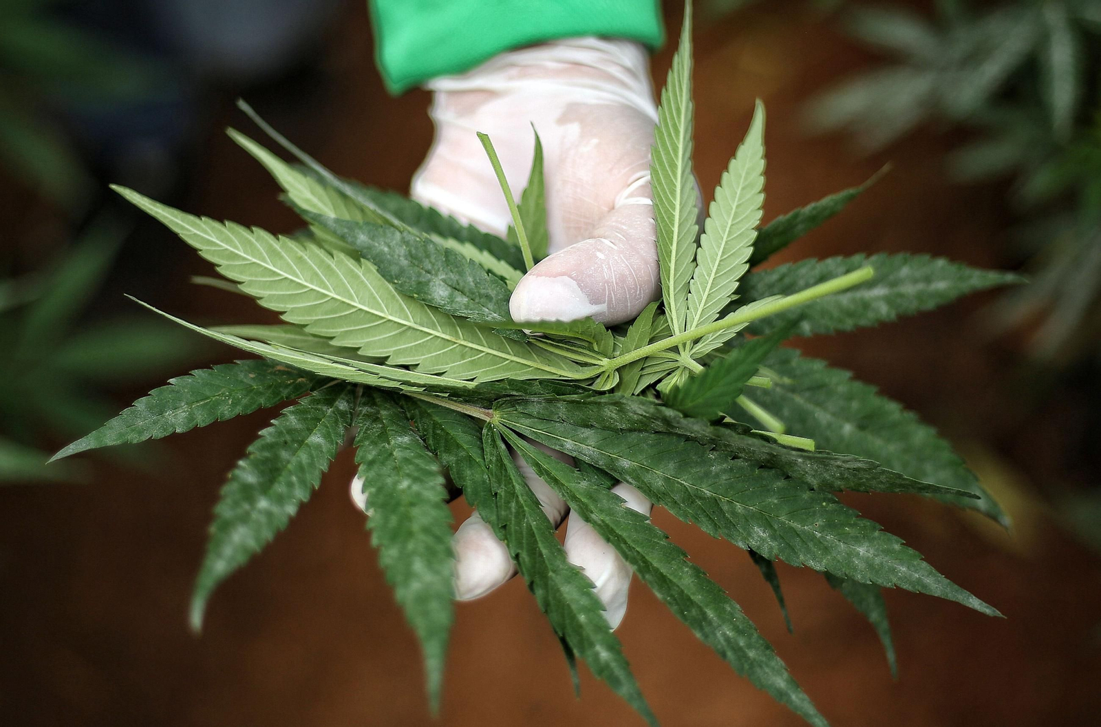 Una hojas de cannabis medicinal.