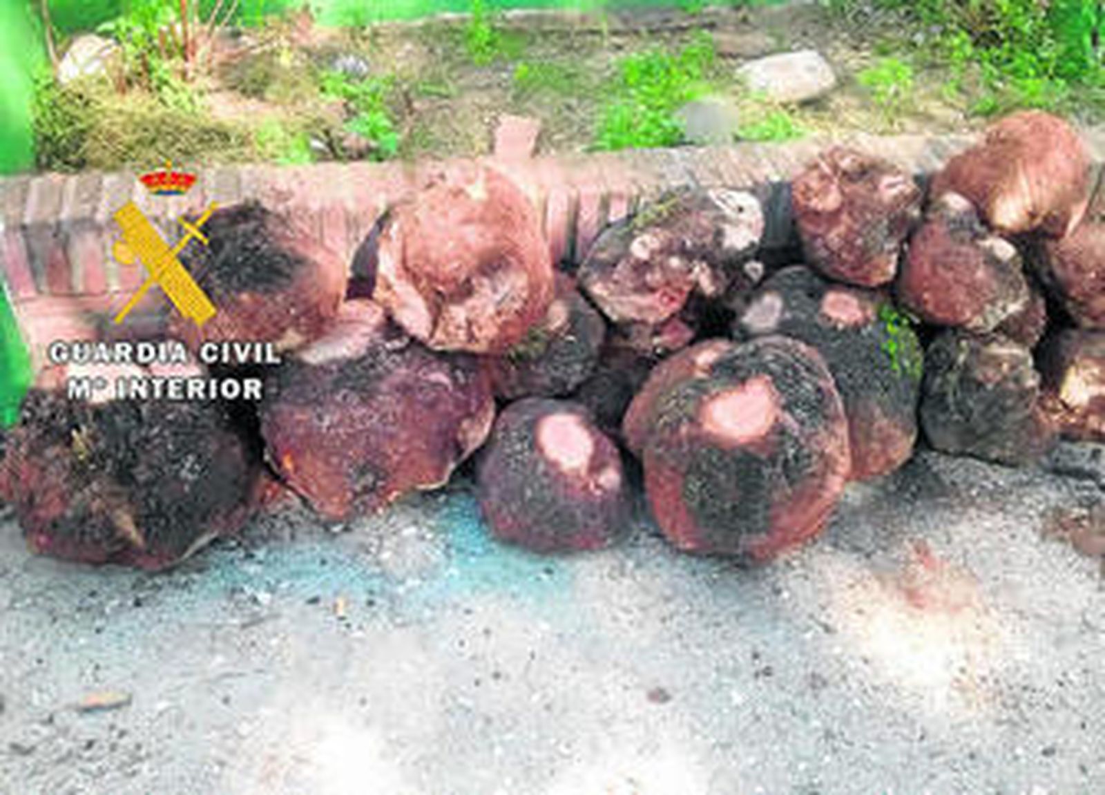 Las cepas de brezo intervenidas por la Guardia Civil.