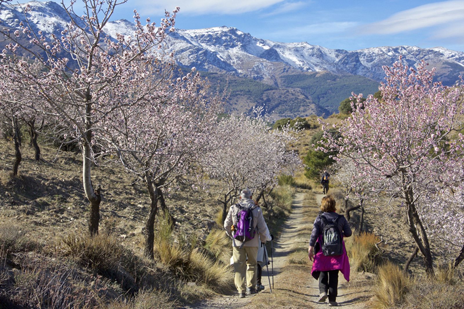 Almendros en flor con Sierra Nevada de fondo.
