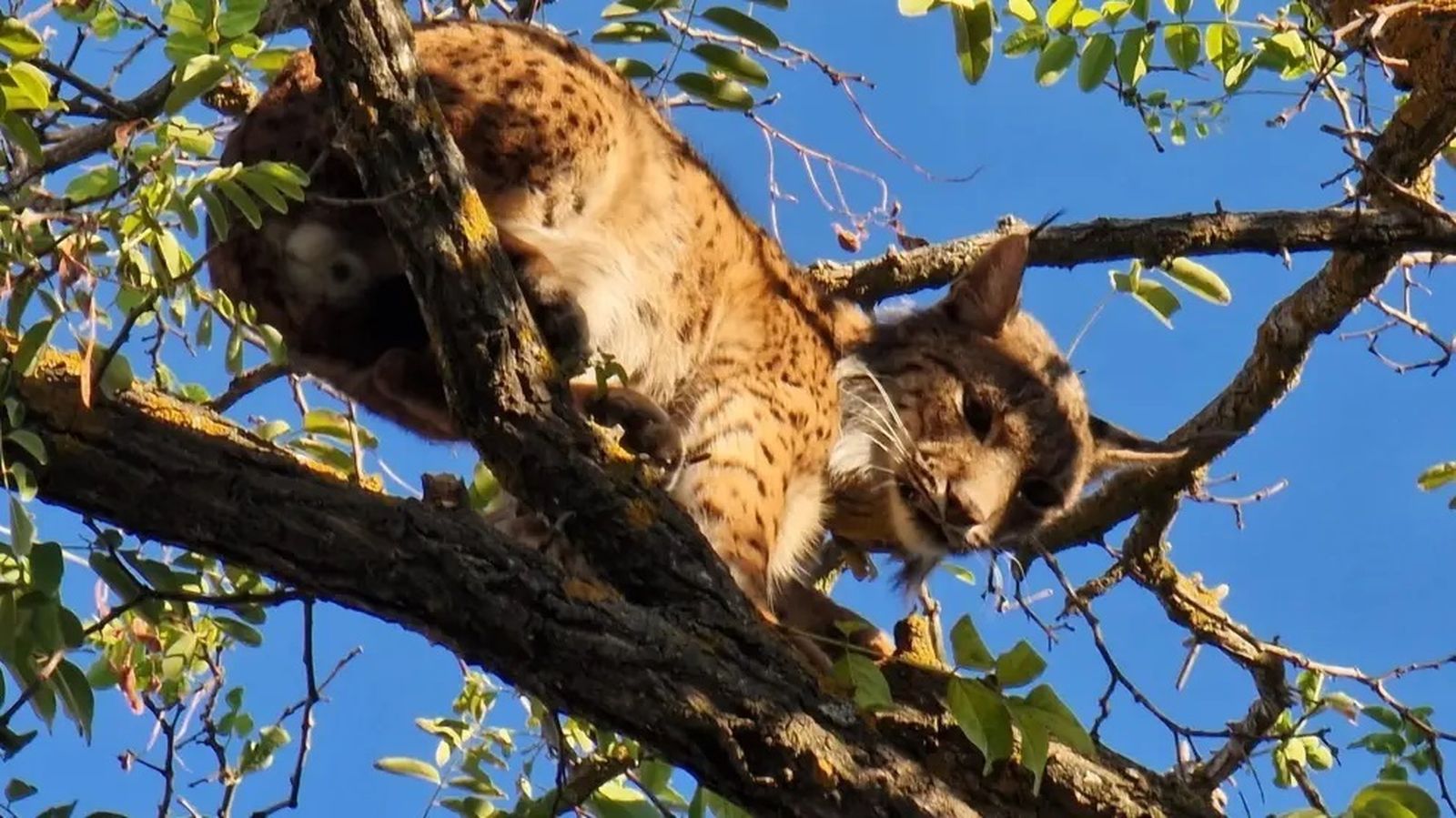 El lince ibérico aparecido en un árbol de Úbeda.