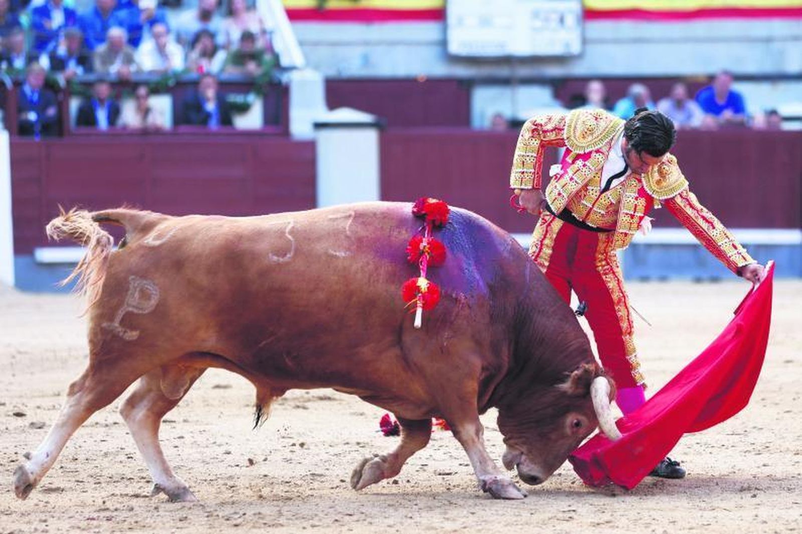 La plaza de Las Ventas rugió con la sinfonía de Morante a 'Pelucón', a quien receta este majestuoso natural, sólo una bellísima estampa que formó parte de una obra perfecta.